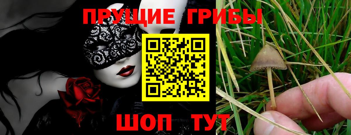 Псилоцибиновые грибы прущие грибы Ейск